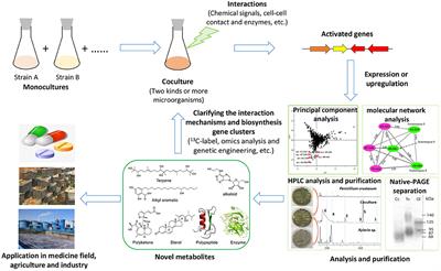 Coculture, An Efficient Biotechnology for Mining the Biosynthesis Potential of Macrofungi via Interspecies Interactions